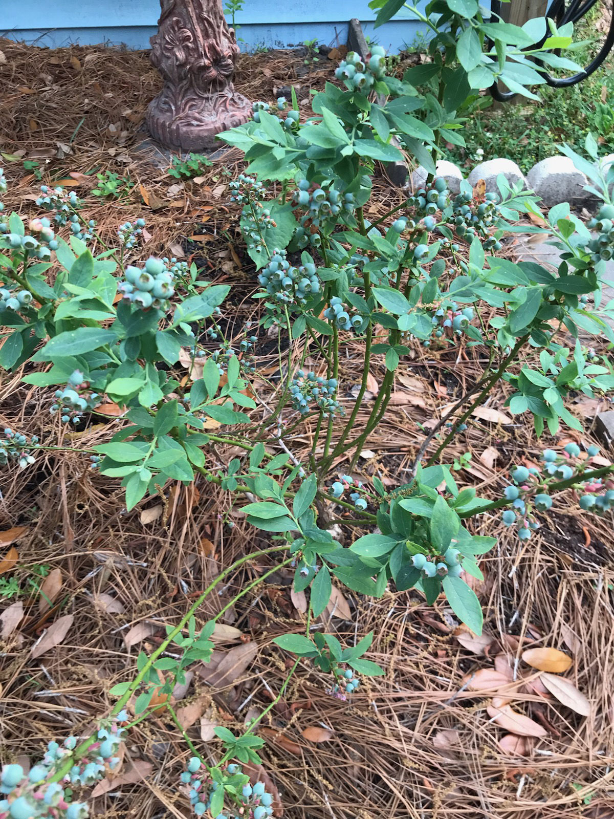 Gardening